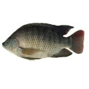 Tilapia Whole [ Save 200 Yen ]