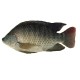 Tilapia Whole [ Save 200 Yen ]