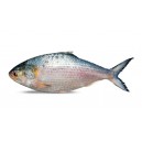 Hilsha Fish - Whole Per Kg(Depandeing On Weight)