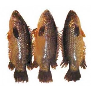 Desi Koi (10--12 pcs) 