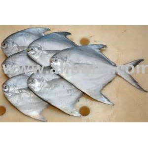 Rupchanda/ Silver Pomfret (Big size)