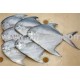 Rupchanda/ Silver Pomfret (Big size)