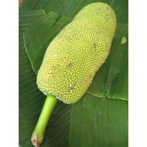 Young Green Jackfruit (Canned) 