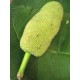 Kancha Kathal / Young Jackfruit (Canned) [ Save 250 Yen ]