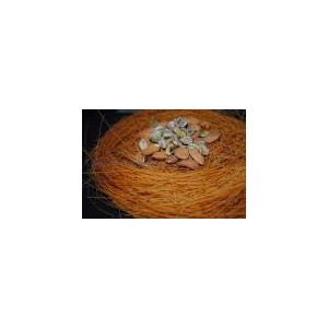 Vermicelli Roasted (Shemai)